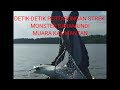 detik-detik pertarungan strek monster baramundi muara kalimantan