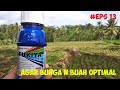 (Eps 13) Spray ke 1 Kacang Tanah usia 25 HST