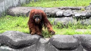 バリくん お外を一周回ってくれました〜　オラウータン　浜松市動物園にて　2024年6月7日