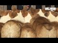 누르면 웰시코기들이 돌아봅니다ㅣDo You Like Corgi dogs Butts?