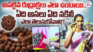 Identify Real Rudraksha How To Check | Rudraksha Benefits | అసలైన రుద్రాక్షలు ఎలా ఉంటాయి..