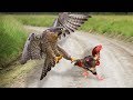 Eagle Vs Rooster Who Will Be The Winner