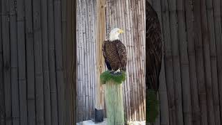 The American Bald Eagle