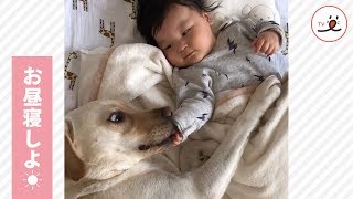 赤ちゃんを寝かしつける優しいワンコ👶🐶💤【PECOTV】