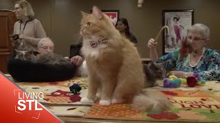 Tenth Life Cat Companions | Living St. Louis