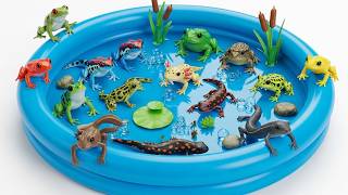 Amphibians for Kids: Frogs, Salamanders & Axolotl Adventure | Toddler Learning Video