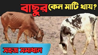 বাছুর কেন মাটি খায় এর প্রতিকার ও চিকিৎসা কি?