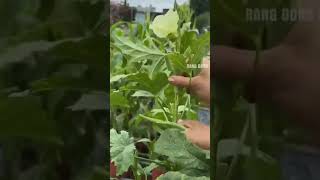 Harvesting some Kidney Vetch#for_you #youtube_shorts #garden #farming #vegetables