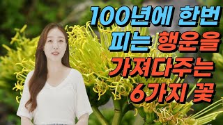 100년에 한번 피는 행운을 가져다주는 6가지 꽃