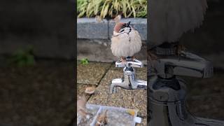 この場所に止まれるのは小鳥の特権 #bird #japanese sparrow