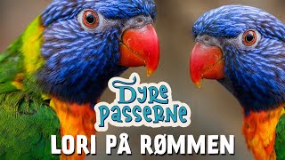 Lori på rømmen - Dyrepasserne S14 E02