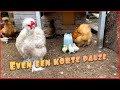 Warme dagen voor de zijdehoen kuikens 🐥