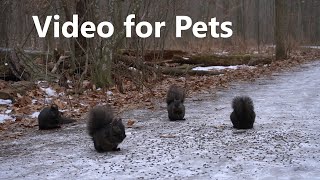 Winter Squirrels Snacking on the Trail - 10 Hours - Jan 09, 2023