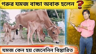 কৃত্রিম প্রজননে গরুর যমজ বাচ্চা প্রসব || Twin calves of cows in artificial insemination