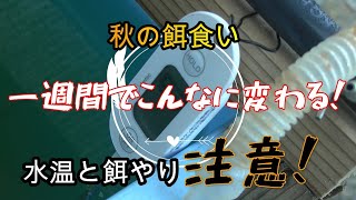 【メダカ】秋の餌食い！一週間でこんなに変わる！水温と餌やり注意！