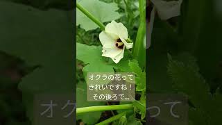 【オクラ】オクラの花を観察していたら…。危うく収穫期を逃すところでした。