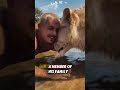 this helpless lion was lucky to meet a kind man who helped him gain a new life rescue lion