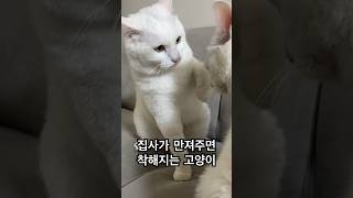 집사 한정 개냥이 특