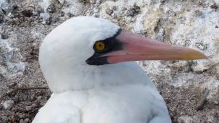 Nazca Booby Up Close