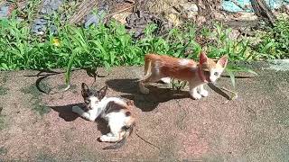 little cats playing so cute🐱🐱ಬೆಕ್ಕಿನ ಮರಿಗಳು ಆಡುತ್ತಿದ್ದಾಗ...