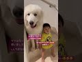 1人で反省会開いてたトゥブたん 犬のいる暮らし グレートピレニーズ greatpyrenees youtubeshorts 超大型犬 dog ペット