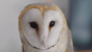 Barn Owl Extreme Cuteness