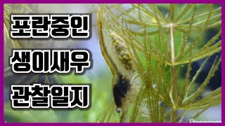 [구피키우기 시리즈16]구피마을의 이웃사촌 생이새우 포란한 모습 포착/guppy/fish tank/shrimp/corydoras