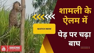 शामली के जंगलों में पेड़ पर तेंदुआ, आसपास के लोगो में भय | Tiger climbing on tree in shamli #shamli