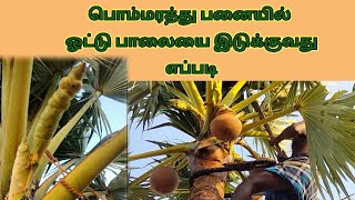 ஓட்டு பாலை இடுக்குவது|Otu palai idukuvathuku epppadi தென்னை வீரன்