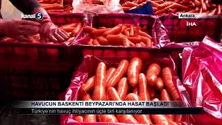 Havucun Baskenti Beypazarı’nda Hasat Başladı