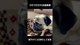 コロコロされて多分喜んでるパグ