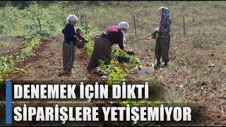 Denemek İçin Dikti Siparişlere Yetişemiyor! 40 Dekarda 80 Ton Hasat / AGRO TV HABER