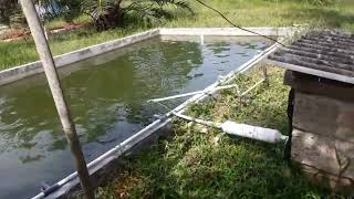 kelebihan selang aerator kolam ikan nila mengunakan paralon