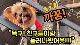 애견카페에 놀러간 천방지축 귀여운 강아지들! | 사랑스러운 강아지들의 애견동반카페 나들이!