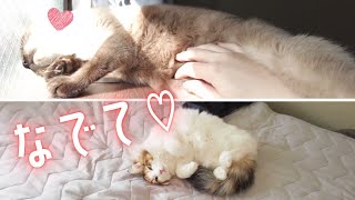 無防備に甘えちゃう元野良の保護猫＆美人猫に癒される～【シャム猫/シャムミックス・ノルウェージャンフォレストキャット】