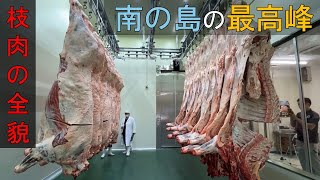 和牛の枝肉を見学！南の島のブランド和牛 ”特選石垣牛”のセリに特別潜入！