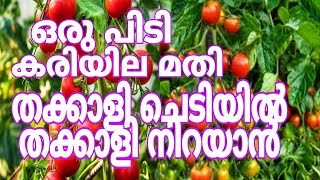 How to fertilizer tomato plants Malayalam | പെട്ടെന്ന് തക്കാളി വളരാനും കായ്ക്കാനും