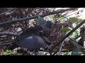 mountain turtledove feeding birds山斑鸠育雏，你见过这种喂食方式吗？