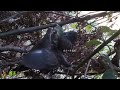 mountain turtledove feeding birds山斑鸠育雏，你见过这种喂食方式吗？