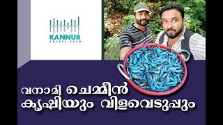 വനാമി ചെമ്മീൻ കൃഷി#Vanami Prawn Faming# Harvesting # kannur Travel Tech