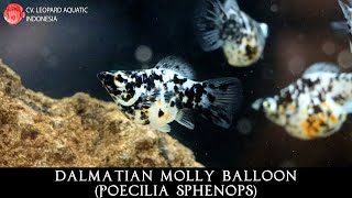 Poecilia sphenops THE COLORFUL Dalmatian Molly Balloon. (Leopard Aquatic E042B)