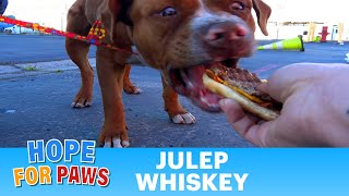 Kids threw rocks at the dog and rescuers... its time to teach compassion in schools. Kids threw rocks at the dog and rescuers... its time to teach compassion in schools.