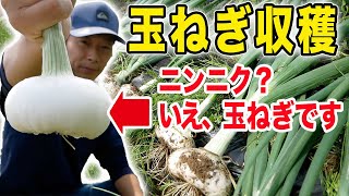 新玉ねぎ収穫！早く収穫できる愛知白玉ねぎ【愛知伝統野菜】