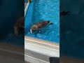 【北海道 おたる水族館】近くに来てくれたペンギン達！