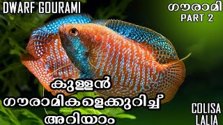 #Gourami Part 2 | കുള്ളൻ ഗൗരാമികൾ  | Colisa Lalia | Dwarf Gourami