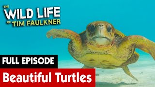 Witnessing The Beauty of Turtle Hatching | FULL EPISODE | S3E01 | The Wild Life of Tim Faulkner