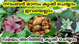 നവംബർ മാസം കൃഷി ചെയ്യാം ഇവയൊക്കെ|what toplantin novembermonth|Novembermonth cultivation@BAANVlogs