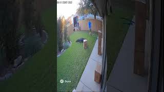 Security Cam Captures Alligator In Texas Backyard
