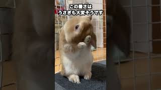 夏を乗り切ろう！【うさぎ飼育】#shorts #うさぎ #うさぎ飼育 #ネザーランドドワーフ #bunny #rabbit