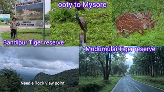 💜 OOTY to MYSORE | FORESTER TOUR | BANDIPUR TIGER RESERVE | MUDUMULAI TIGER RESERVE | KARNATAKA |